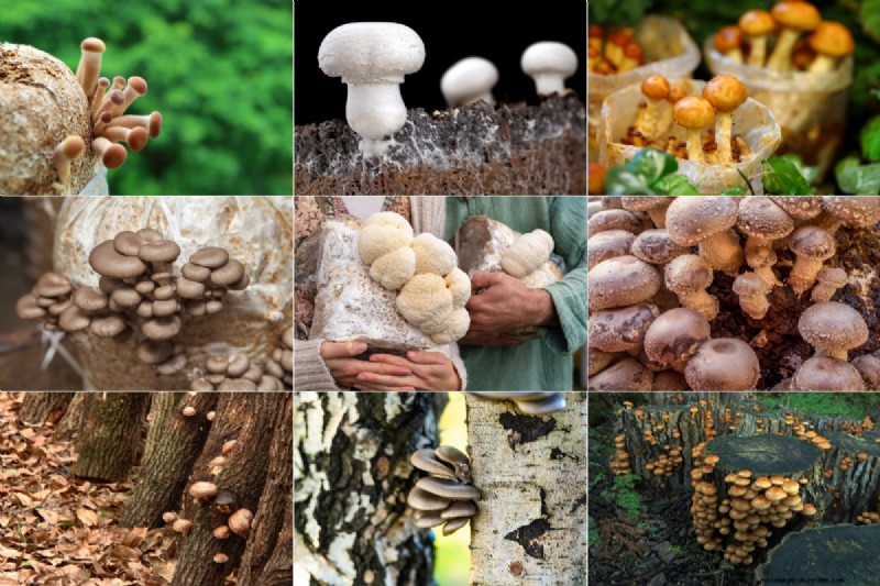 Grow Mushrooms at Home: A Beginner s Guide to Easy Varieties
