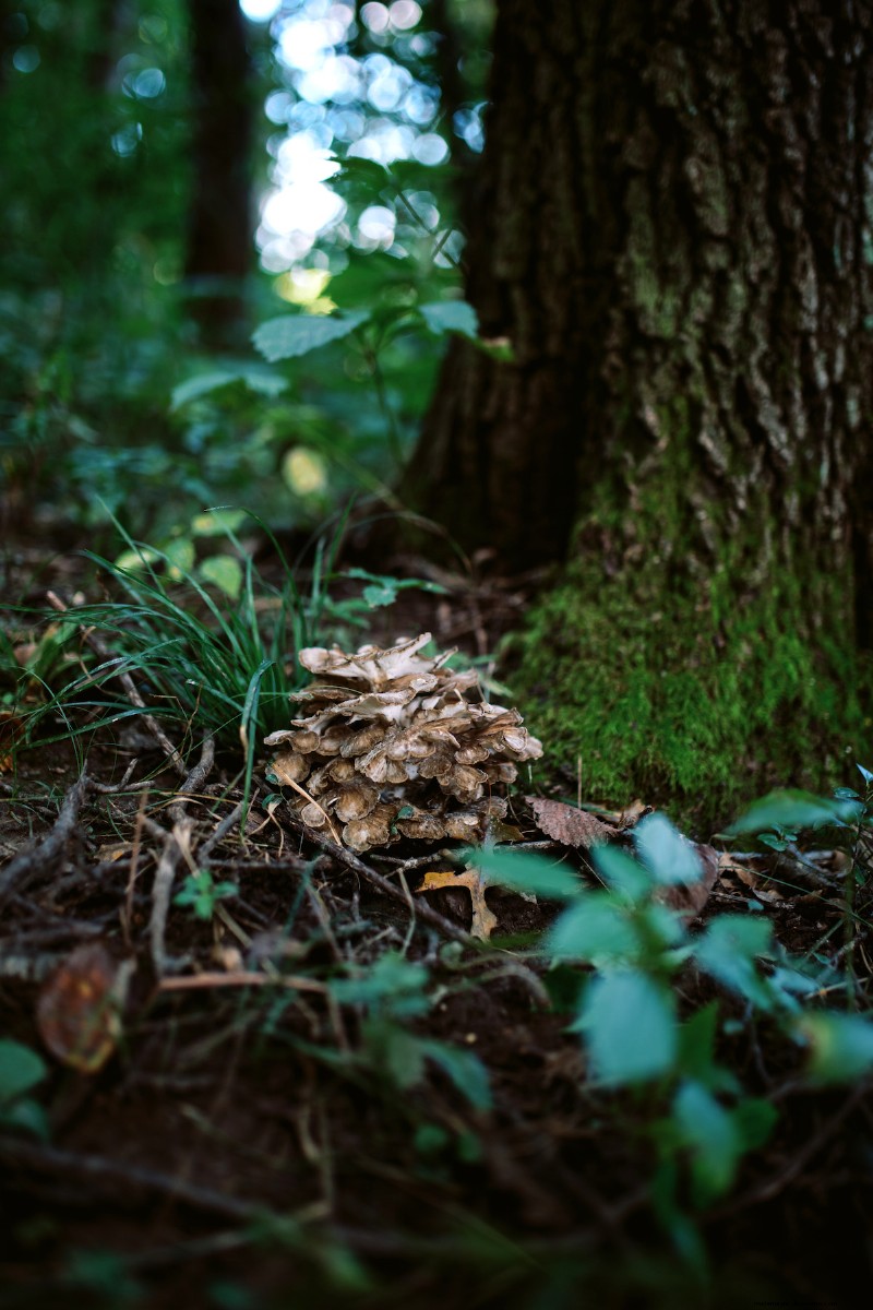 Grow Mushrooms at Home: A Beginner s Guide to Easy Varieties