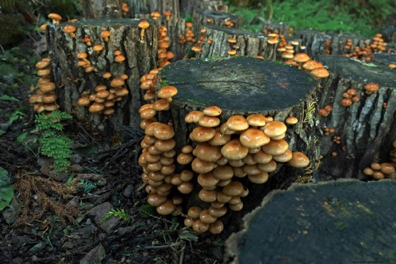 Grow Mushrooms at Home: A Beginner s Guide to Easy Varieties