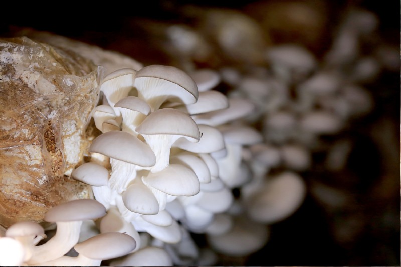 Grow Mushrooms at Home: A Beginner s Guide to Easy Varieties