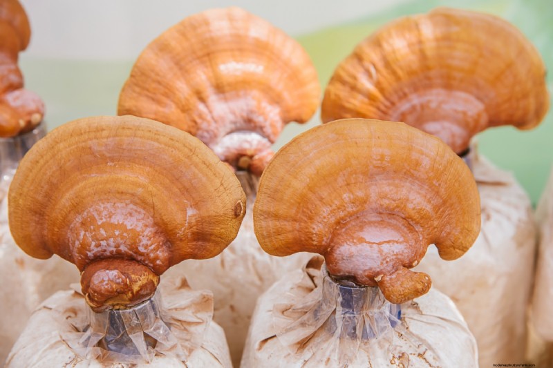 Grow Mushrooms at Home: A Beginner s Guide to Easy Varieties
