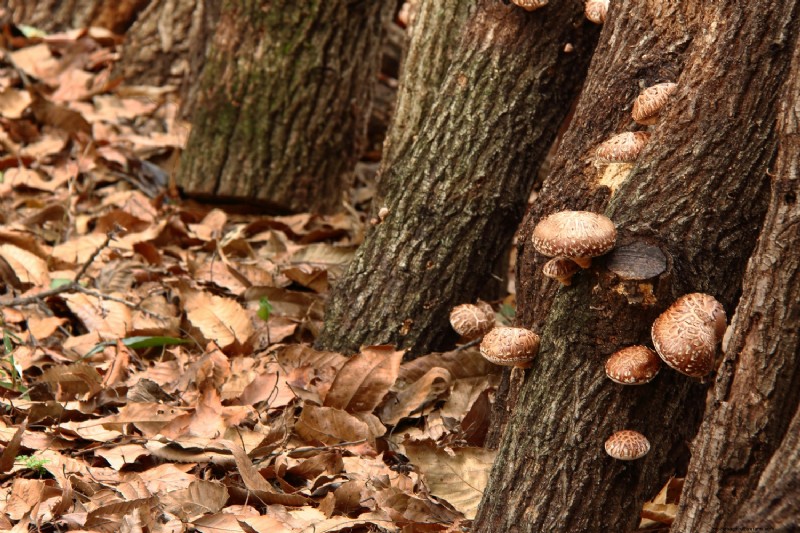Grow Mushrooms at Home: A Beginner s Guide to Easy Varieties