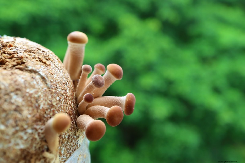 Grow Mushrooms at Home: A Beginner s Guide to Easy Varieties