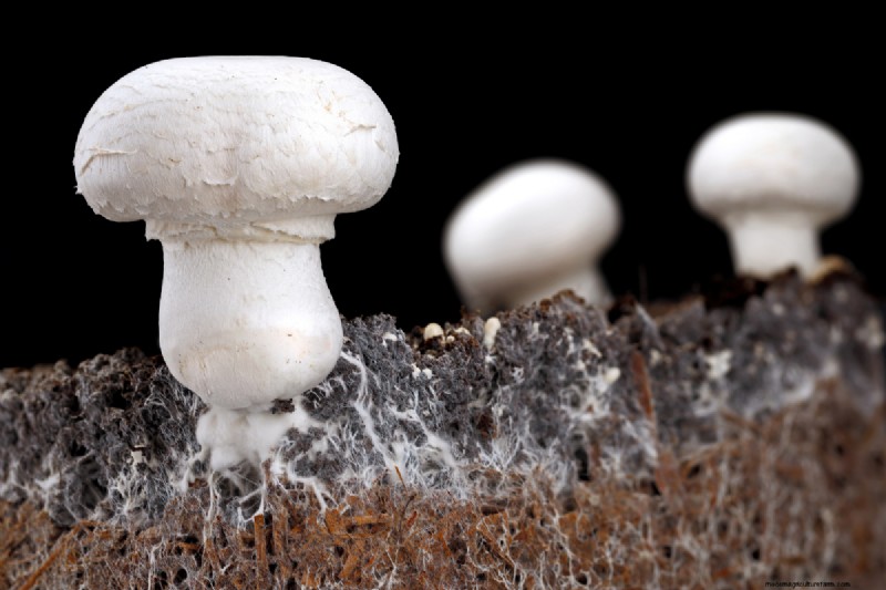 Grow Mushrooms at Home: A Beginner s Guide to Easy Varieties