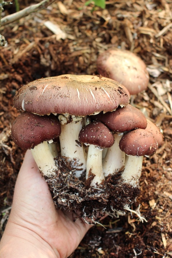 Grow Mushrooms at Home: A Beginner s Guide to Easy Varieties