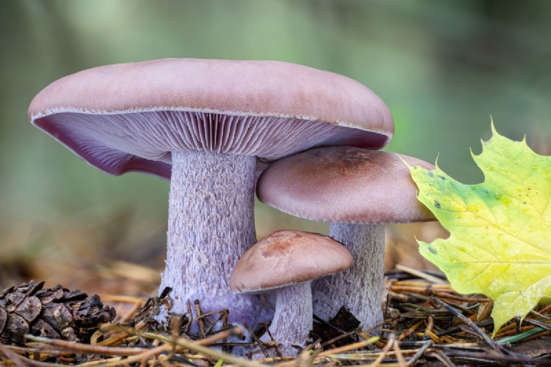 Grow Mushrooms at Home: A Beginner s Guide to Easy Varieties