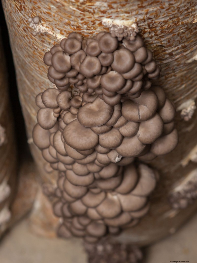 Grow Mushrooms at Home: A Beginner s Guide to Easy Varieties