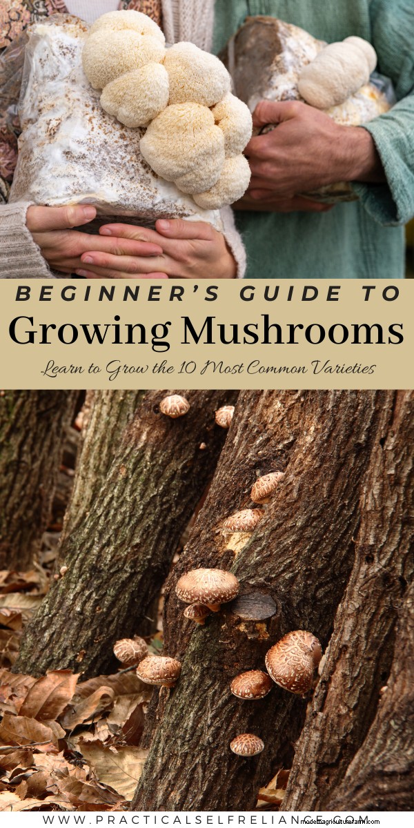 Grow Mushrooms at Home: A Beginner s Guide to Easy Varieties