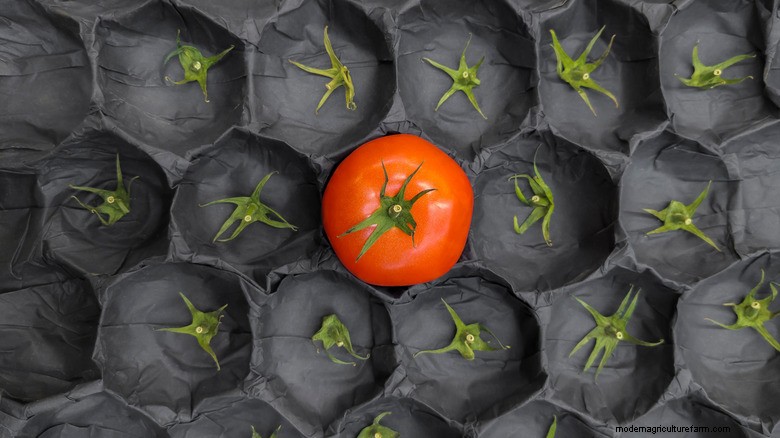 Tomato Shortage: Causes & Simple Growing Guide