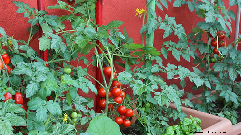 Tomato Shortage: Causes & Simple Growing Guide