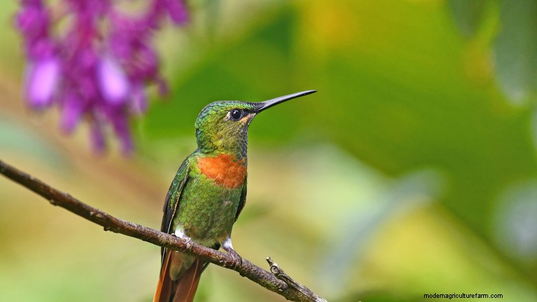 Attract Hummingbirds: Easy-to-Grow Flowers for Year-Round Visits