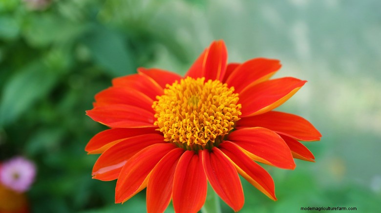 Attract Hummingbirds: Easy-to-Grow Flowers for Year-Round Visits