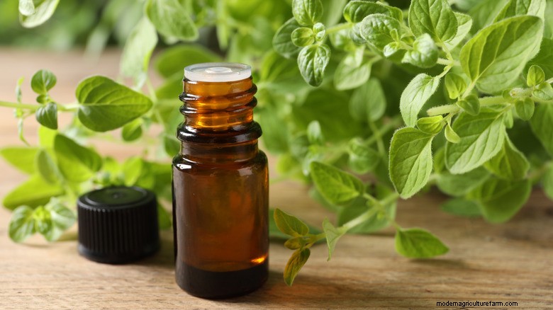 Natural Tick Repellent: A Simple Herbal Solution for Warm Weather