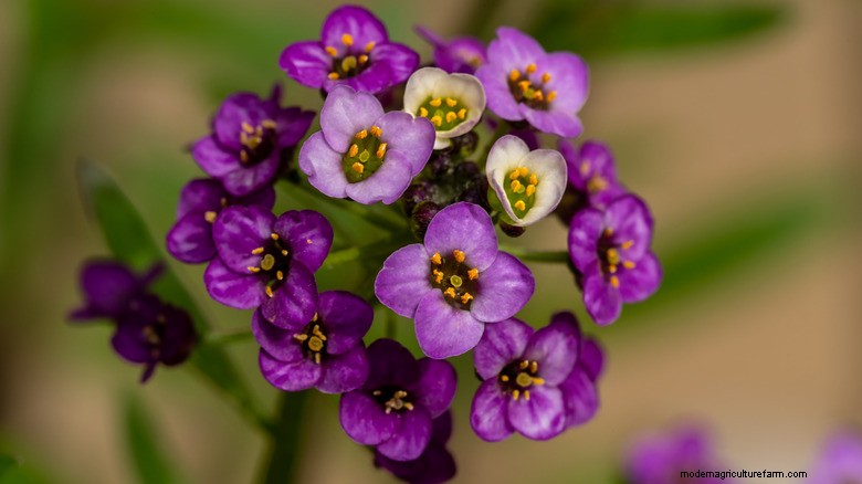 Attract Hummingbirds with Sweet Alyssum Hanging Baskets