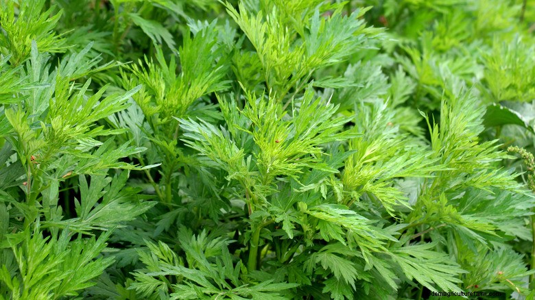 Natural Wasp Repellent: Grow Wormwood to Protect Your Yard