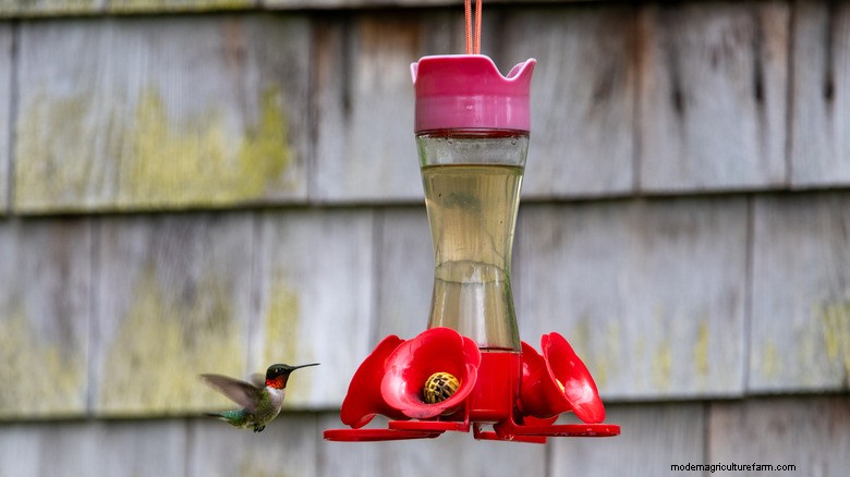 DIY Hummingbird Feeder from Hanging Planter: A Creative Upcycling Idea
