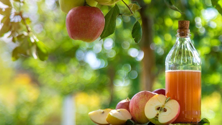 Natural Squirrel Deterrents: A Pantry Staple for Garden Protection