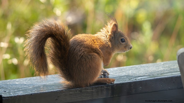 Natural Squirrel Deterrents: A Pantry Staple for Garden Protection