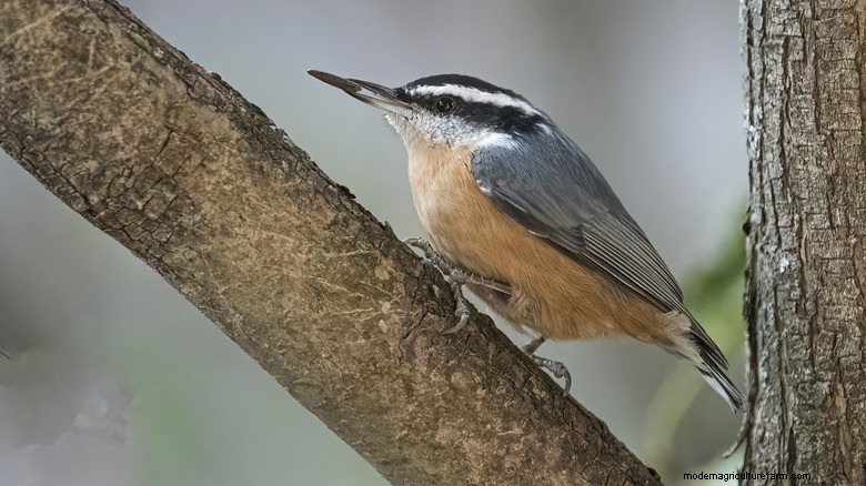 DIY Bird Feeders: Repurpose Milk Cartons for a Sustainable Garden
