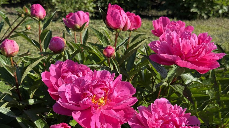 Peony Fertilizing Guide: Timing & Tips for Stunning Blooms