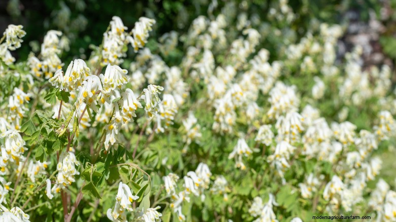 White Corydalis: The Self-Seeding Perennial for Continuous Blooms