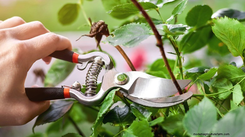 May Plant Pruning: Boost Blooms & Garden Health