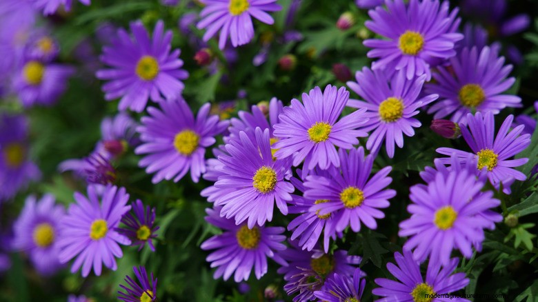May Plant Pruning: Boost Blooms & Garden Health
