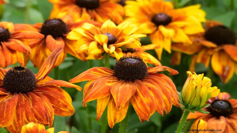 May Plant Pruning: Boost Blooms & Garden Health