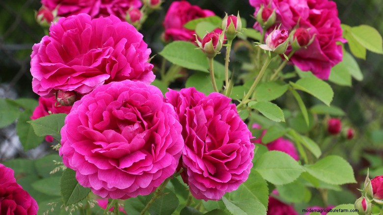 May Plant Pruning: Boost Blooms & Garden Health