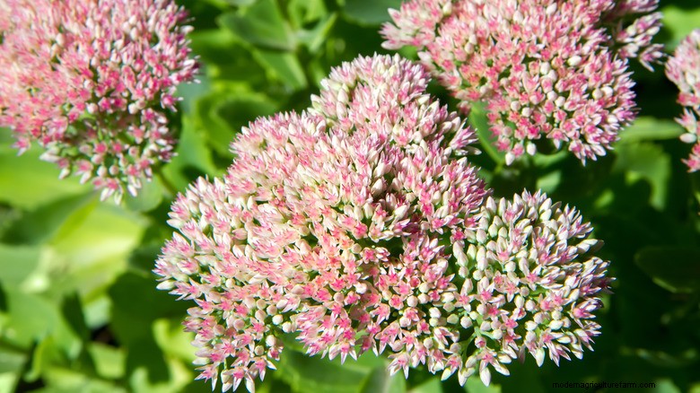 May Plant Pruning: Boost Blooms & Garden Health