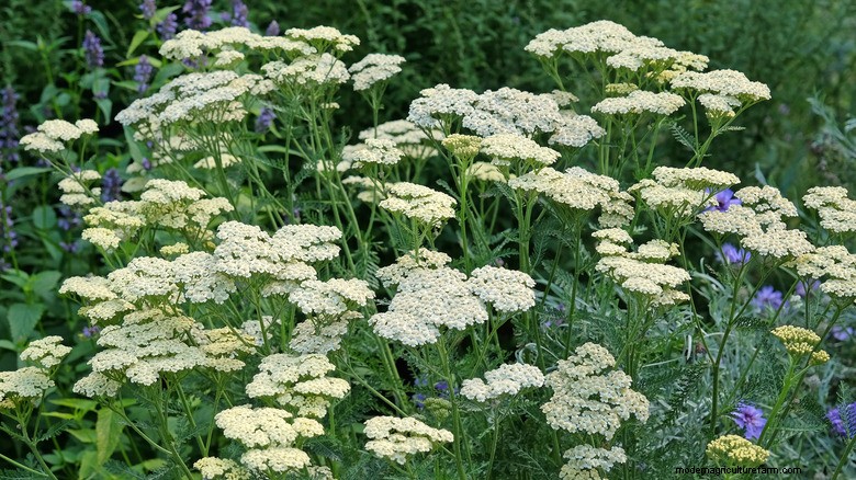 May Plant Pruning: Boost Blooms & Garden Health