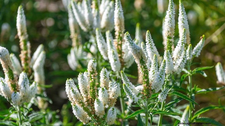 May Plant Pruning: Boost Blooms & Garden Health