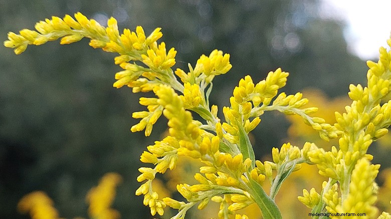 May Plant Pruning: Boost Blooms & Garden Health