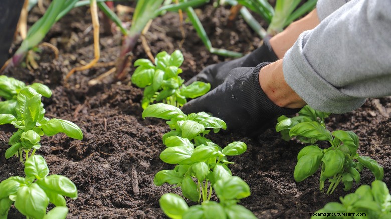 Basil Care in May: Tips for a Bountiful Summer Harvest