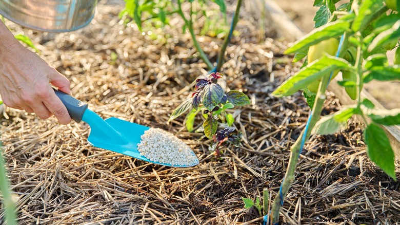 Basil Care in May: Tips for a Bountiful Summer Harvest