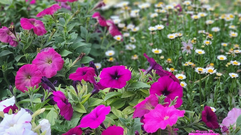 May Planting Guide: Attract Butterflies with Shasta Daisies & Petunias