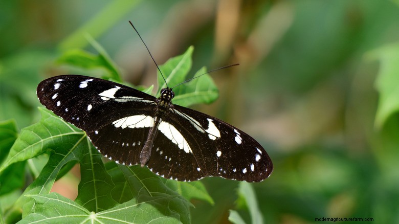 May Planting Guide: Attract Butterflies with Shasta Daisies & Petunias