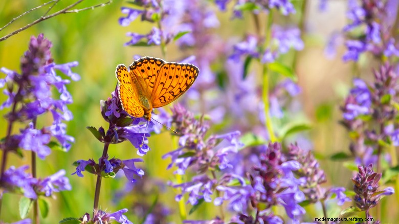 Attract Butterflies to Your Garden: The Mason Jar Trick