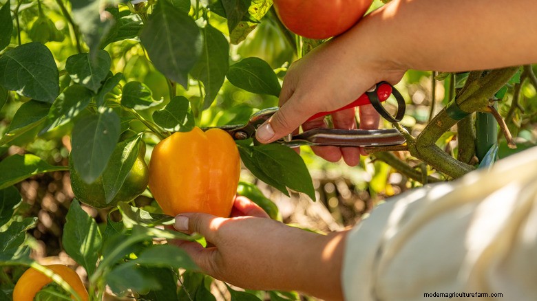 Boost Pepper Yields Naturally: The Gardener s Compost Tea Secret