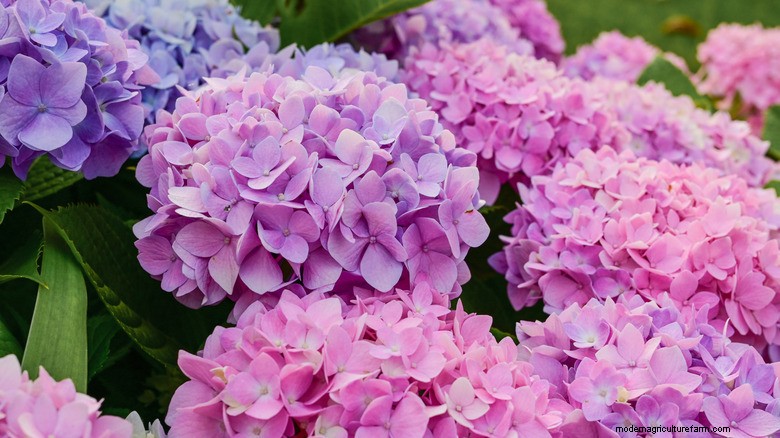 Hydrangea Care: Is It Worth the Effort?