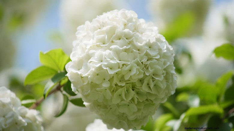 Hydrangea Care: Is It Worth the Effort?