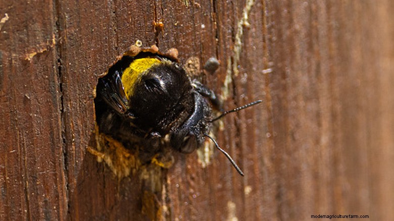 Natural Carpenter Bee Repellent: Keep Wood Structures Safe This Spring