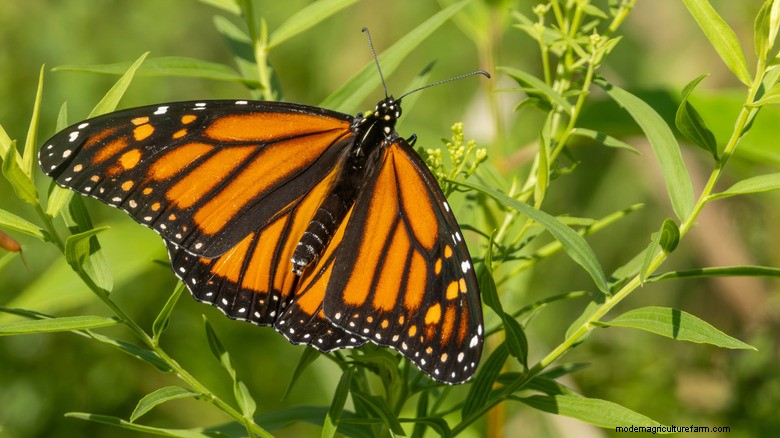 Butterfly-Friendly Flowers: Easy-to-Grow Blooms for a Vibrant Garden