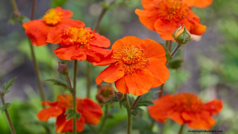 Butterfly-Friendly Flowers: Easy-to-Grow Blooms for a Vibrant Garden