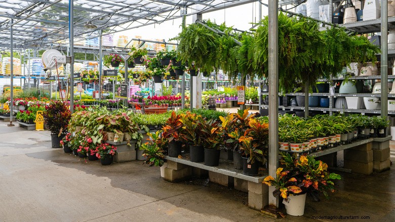 Plant Health & Success: Risks of Buying Plants from Big Box Stores