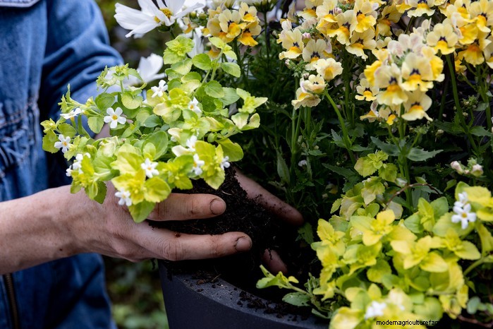 Bacopa Plant Care: Growing & Cultivating Trailing Perennials