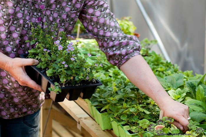 Bacopa Plant Care: Growing & Cultivating Trailing Perennials