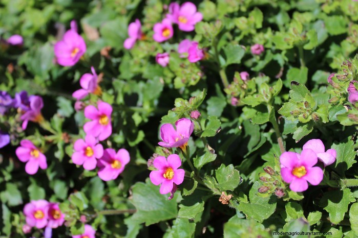 Bacopa Plant Care: Growing & Cultivating Trailing Perennials