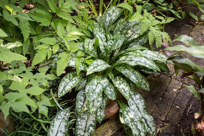 Growing Lungwort: A Comprehensive Guide to Shade-Loving Plants