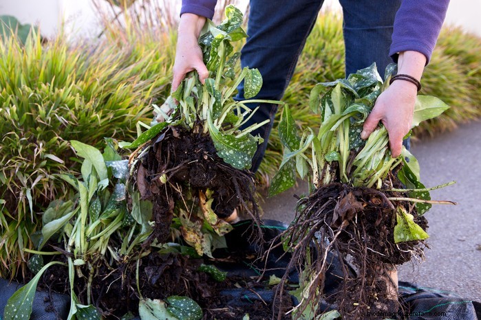 Growing Lungwort: A Comprehensive Guide to Shade-Loving Plants